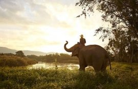 Elephant and mahout, Thailand. Image courtesy of The Turquoise Holiday Company