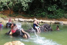 Elephant Bathing at Kapong in Phang Nga