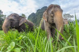 Elephants, Thailand. Image courtesy of The Turquoise Holiday Company